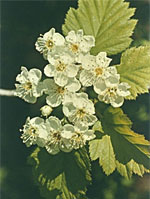 MSA CRATAEGUS OXYACA 50 ML - Magnumfarma.it