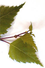 MSA BETULA VERRUCOSA 50 ML - Magnumfarma.it
