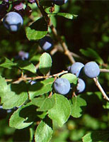 MSA PRUNUS SPINOSA 50 ML - Magnumfarma.it