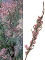 MSA TAMARIX GALLICA 50 ML - Magnumfarma.it