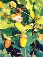 MSA QUERCUS PEDUNCOL 50 ML - Magnumfarma.it
